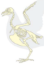 skeleton of bird