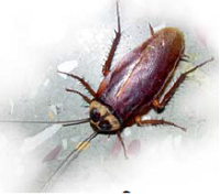 cockroach