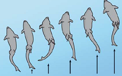 movement of fish