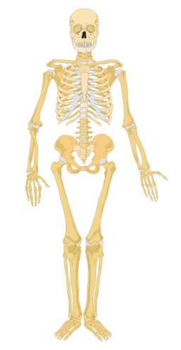 human skeleton