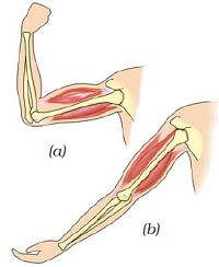 muscles of human hand