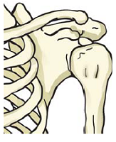 human hand and shoulder ball and socket joint