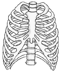 human rib cage