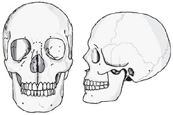 human skull