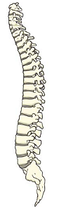 spinal cord