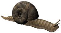 snail