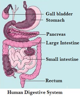 seven science nutrition in animals answer 12