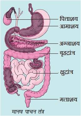 सप्तम साईंस प्राणियों में पोषण प्रश्न 12 का उत्तर