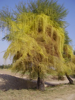 class 7th science Nutrition in plants cuscuta a parasitic plant