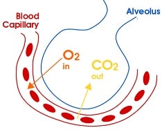 class 7th science respiration in organisms exchange of gases in human