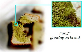 class 7th science Nutrition in plants fungi