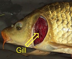 class 7th science respiration in organisms gills respiratory organ of fish