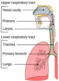 class 7th science respiration in organisms human respiratory system