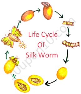 Silkworms - Life Cycle Activities - Fairy Poppins