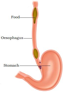 class 7th science Nutrition in Animals oesophagus