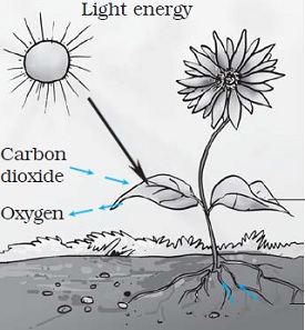 class 7th science Nutrition in plants photosynthesis