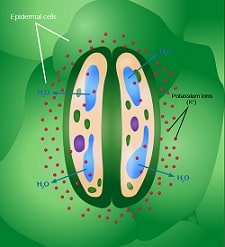 class 7th science respiration in organisms stomata closing