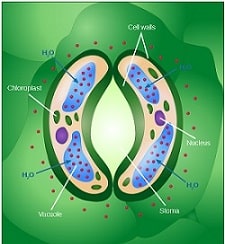 class 7th science respiration in organisms stomata opening