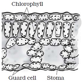 class 7th science Nutrition in plants stomata