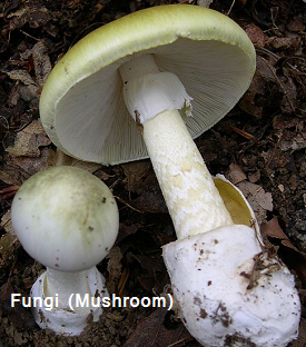 microorganisms friend or foe Fungi Mushroom