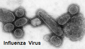 microorganism friend or foe influenza virus