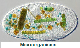 microorganisms 