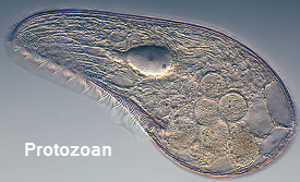 microorganism friend or foe protozoa