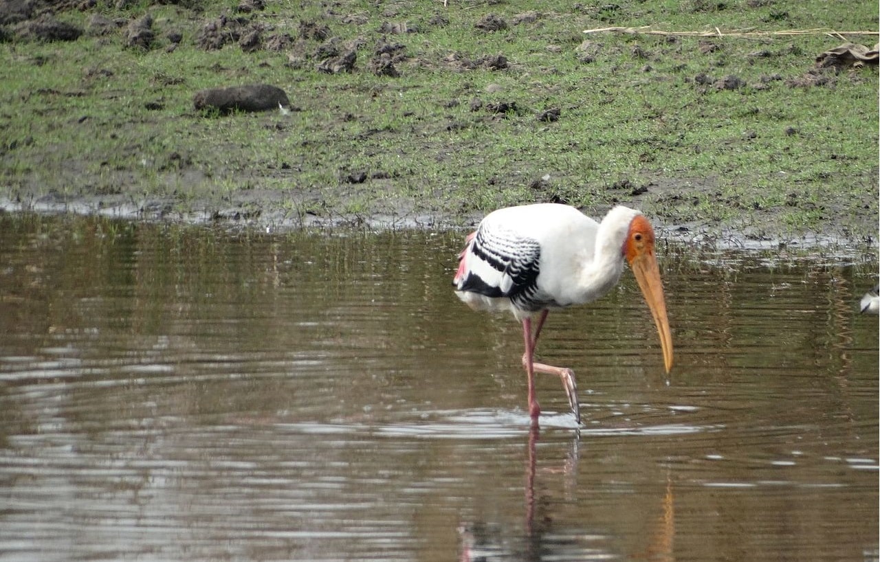 conservation of plants and animals class eight science a water bird