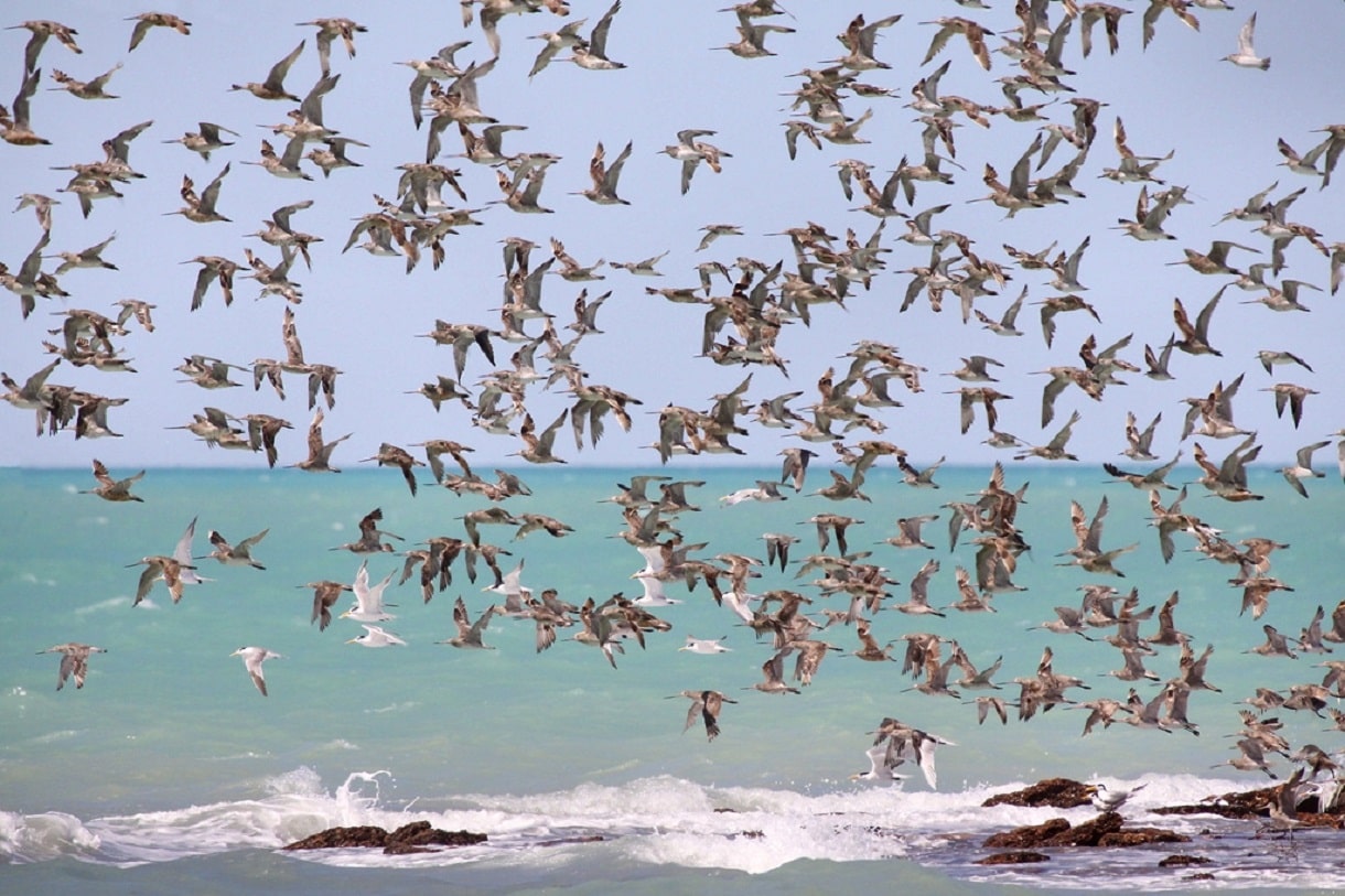 conservation of plants and animals class eight science migration of birds