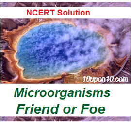 ncert solution-microorganisms friend or foe