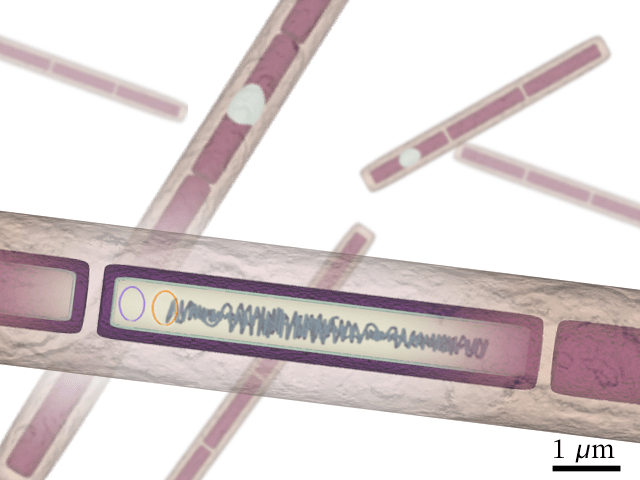  Bacteria  responsible for Antrax 