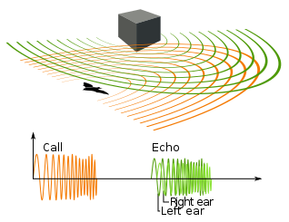 class nine 9 science sound ultrasound produced by a bat