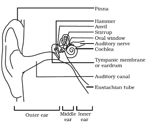 class nine 9 science sound Human ear