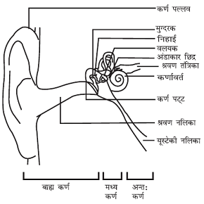 class nine 9 science sound Human ear