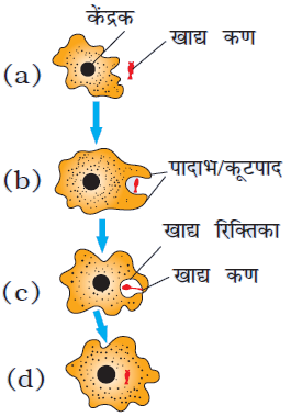 nutrition in amoeba