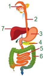 identifying the name in digestive system