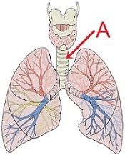 identification of part in the human respiratory system