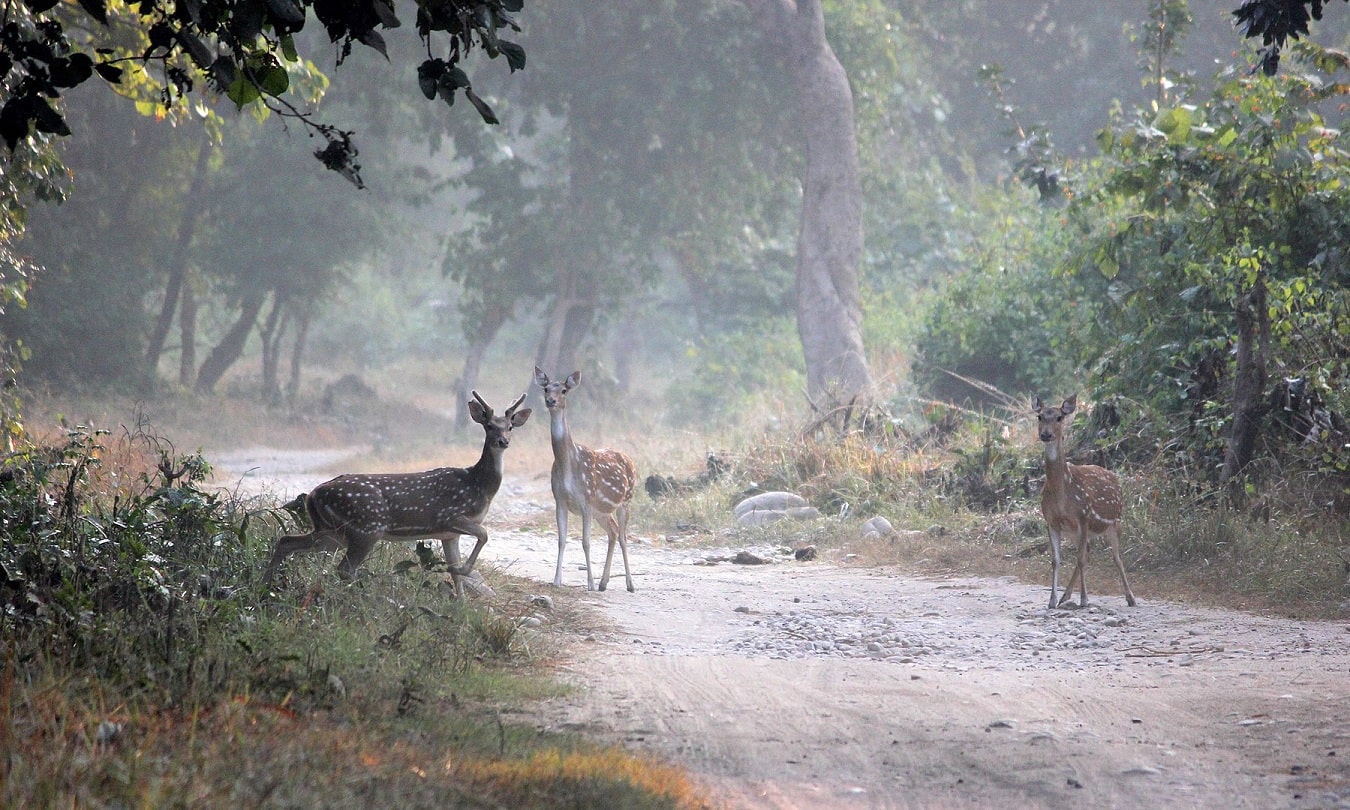 क्लास दशवीं भूगोल वन एवं वन्य जीव संसाधन-जिम कॉर्बेट नेशनल पार्क